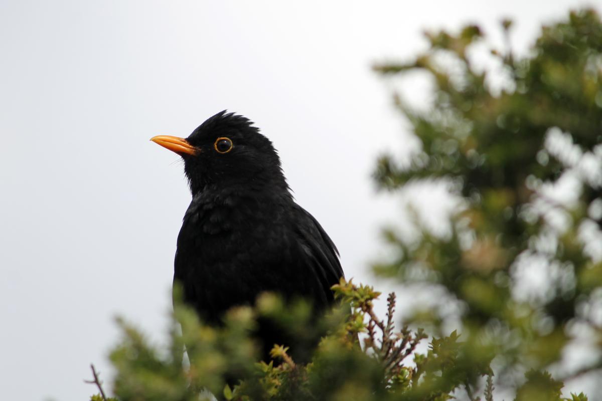 Common Blackbird (Turdus merula)