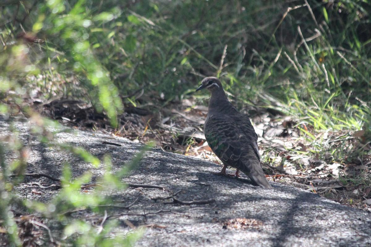 Common Bronzewing (Phaps chalcoptera)