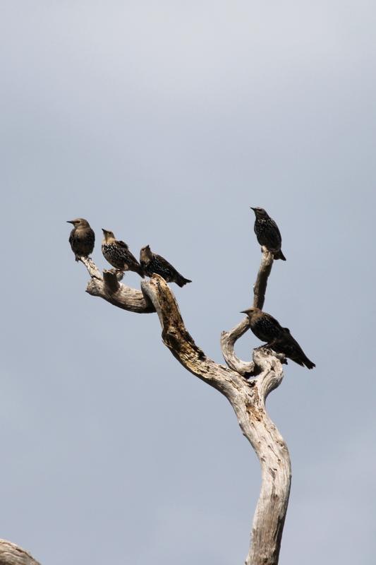 Common Starling (Sturnus vulgaris)