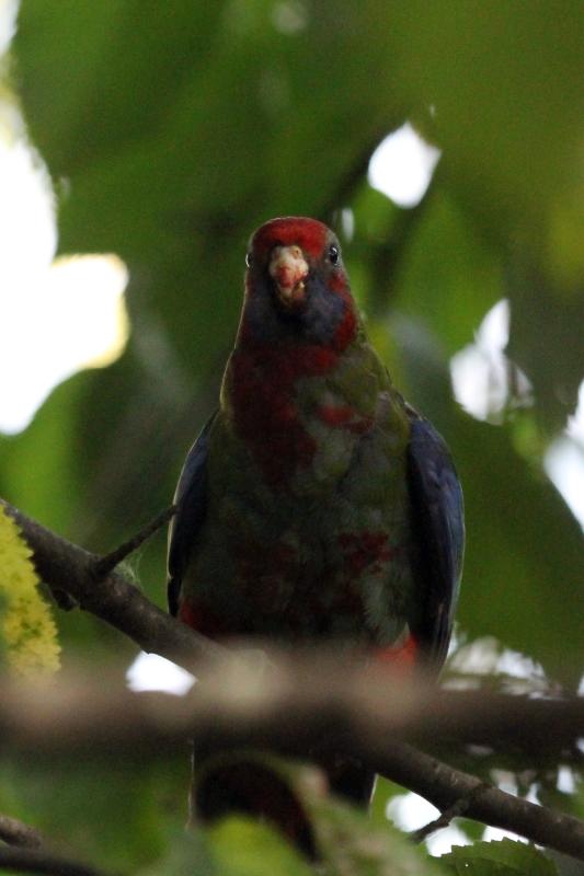 Crimson Rosella (Platycercus elegans)