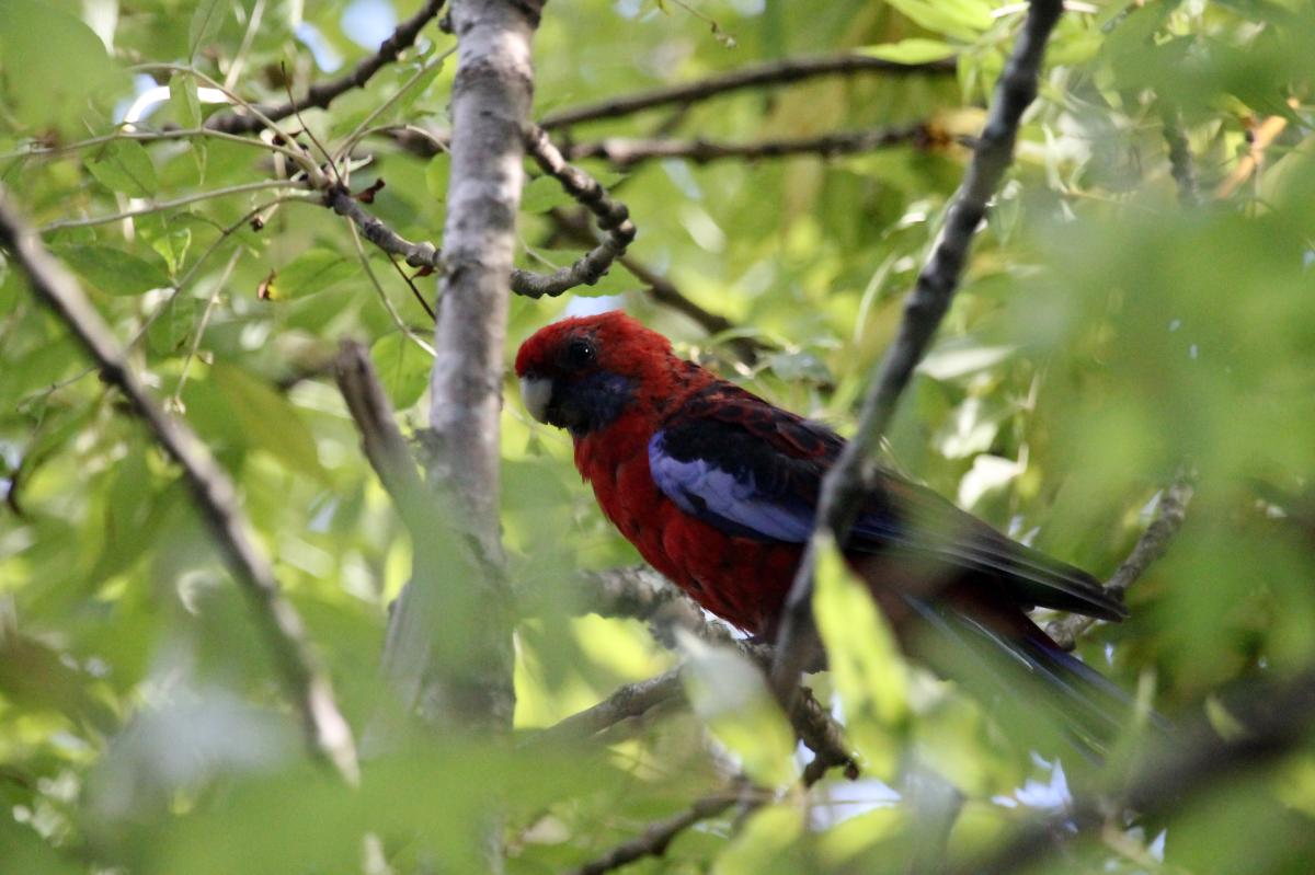 Crimson Rosella (Platycercus elegans)