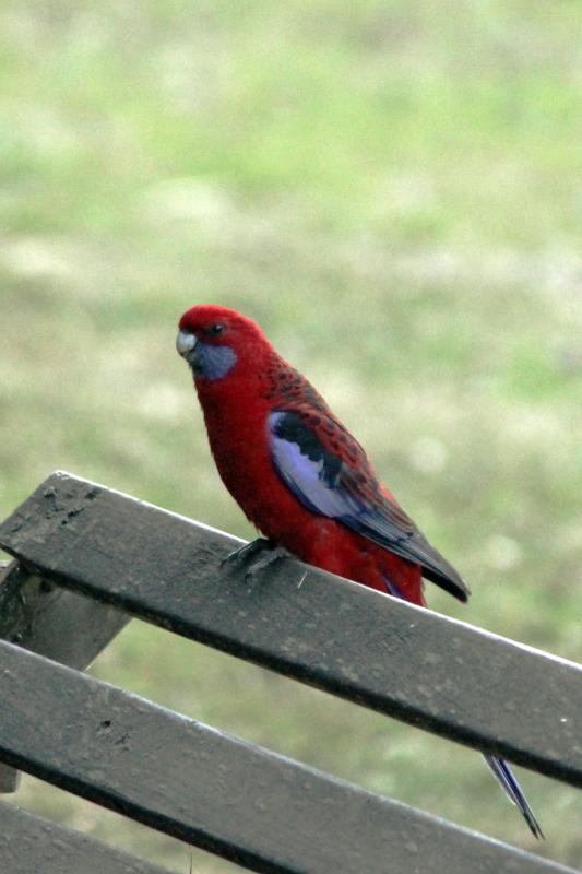 Crimson Rosella (Platycercus elegans)