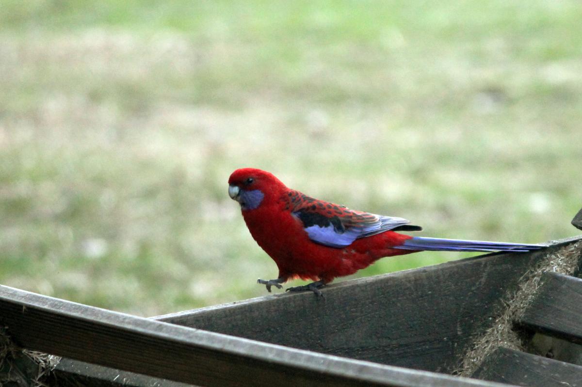 Crimson Rosella (Platycercus elegans)