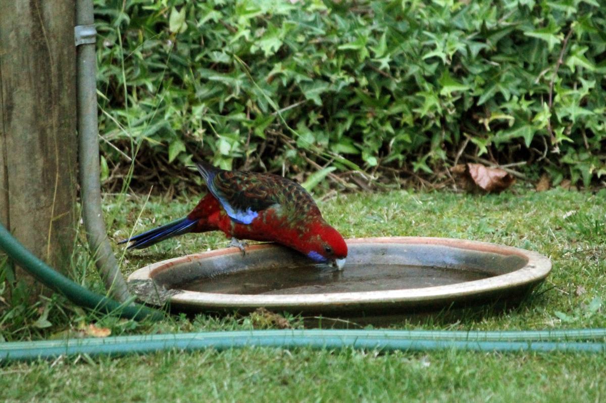 Crimson Rosella (Platycercus elegans)