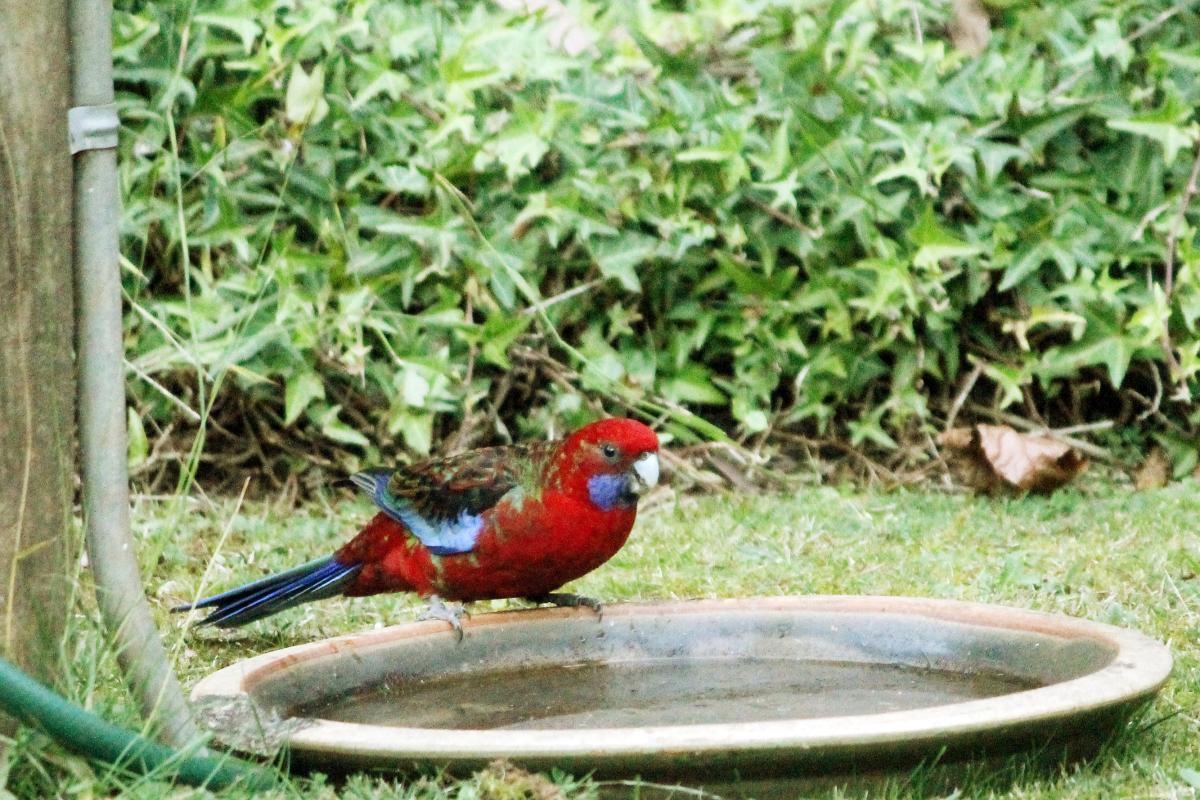 Crimson Rosella (Platycercus elegans)