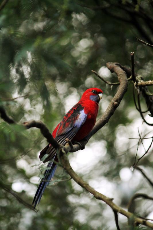 Crimson Rosella (Platycercus elegans)