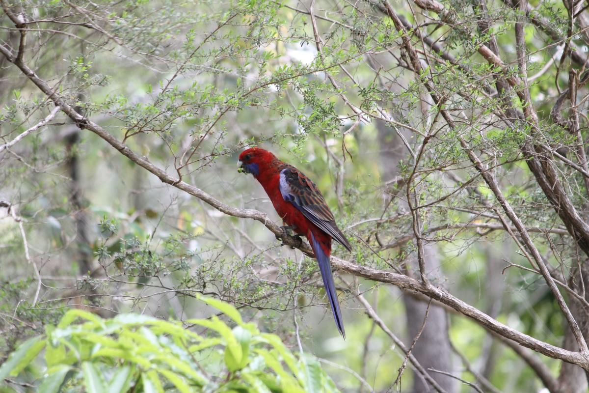 Crimson Rosella (Platycercus elegans)