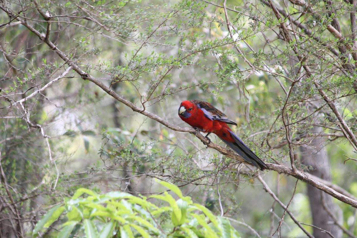 Crimson Rosella (Platycercus elegans)