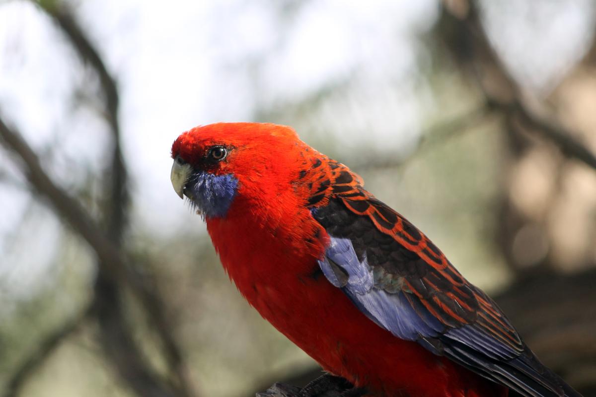 Crimson Rosella (Platycercus elegans)