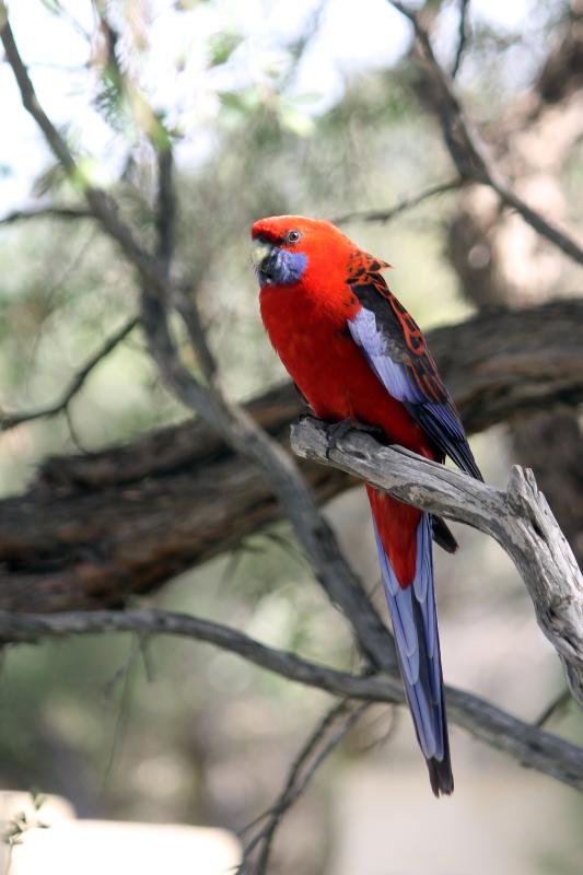 Crimson Rosella (Platycercus elegans)