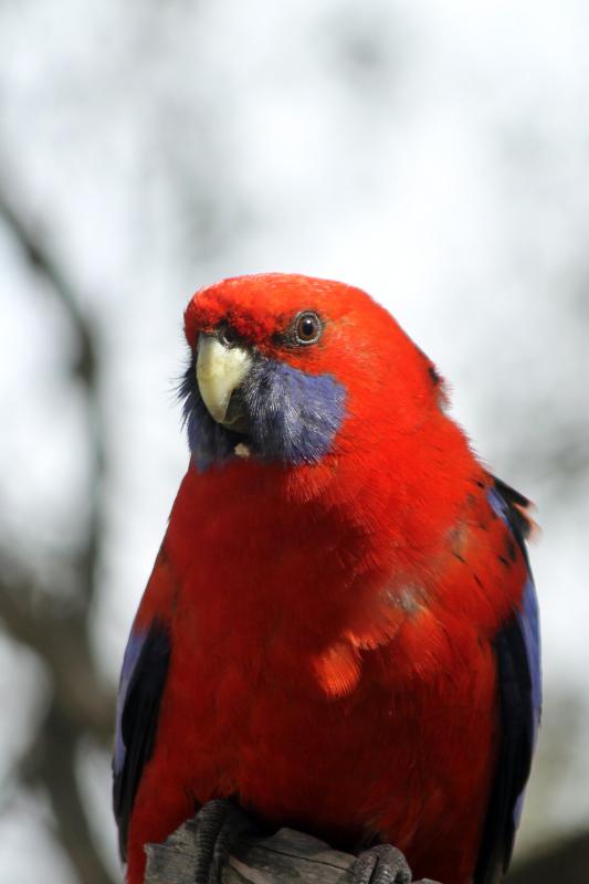 Crimson Rosella (Platycercus elegans)