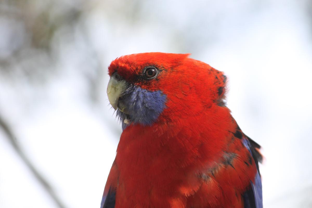 Crimson Rosella (Platycercus elegans)