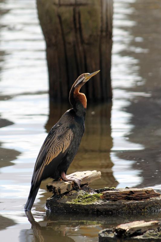 Darter (Anhinga novaehollandiae)