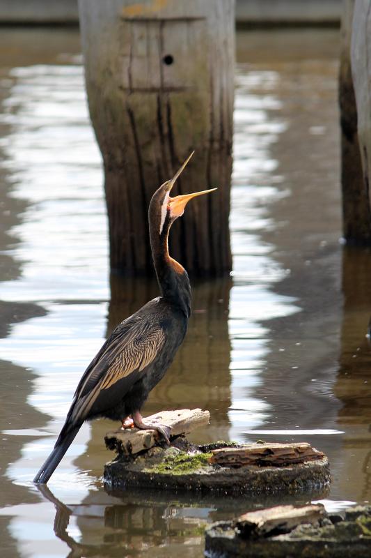 Darter (Anhinga novaehollandiae)