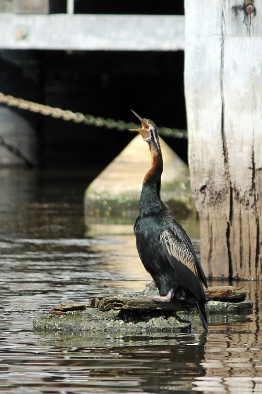 Darter (Anhinga novaehollandiae)