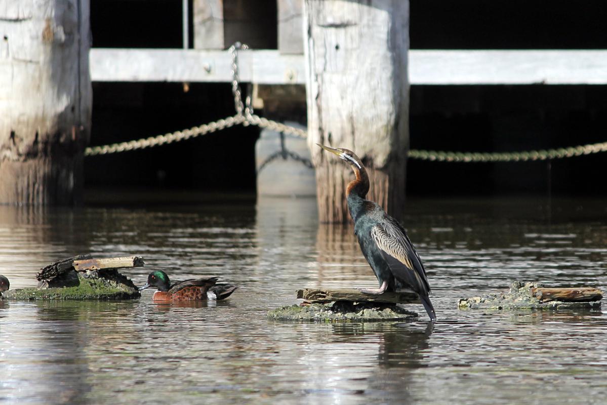 Darter (Anhinga novaehollandiae)