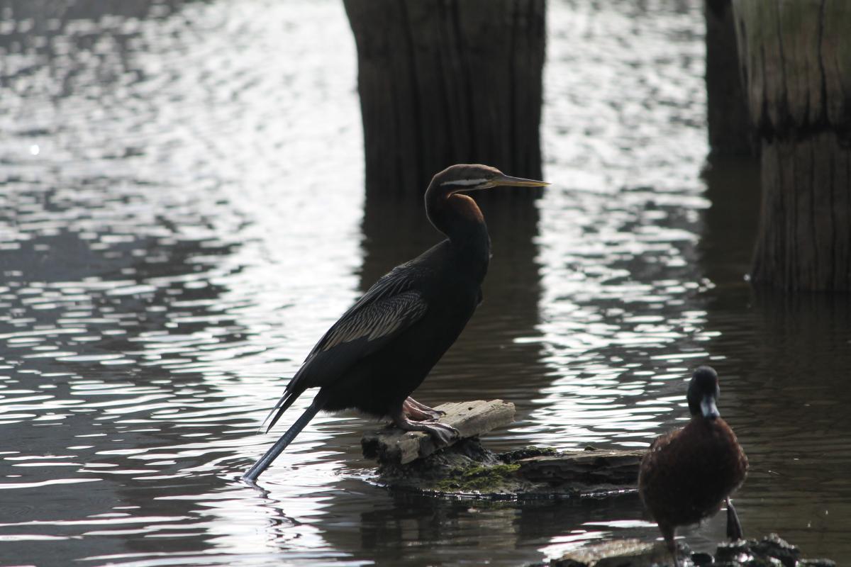 Darter (Anhinga novaehollandiae)