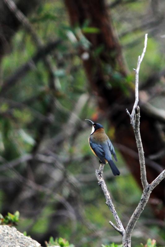 Eastern Spinebill (Acanthorhynchus tenuirostris)