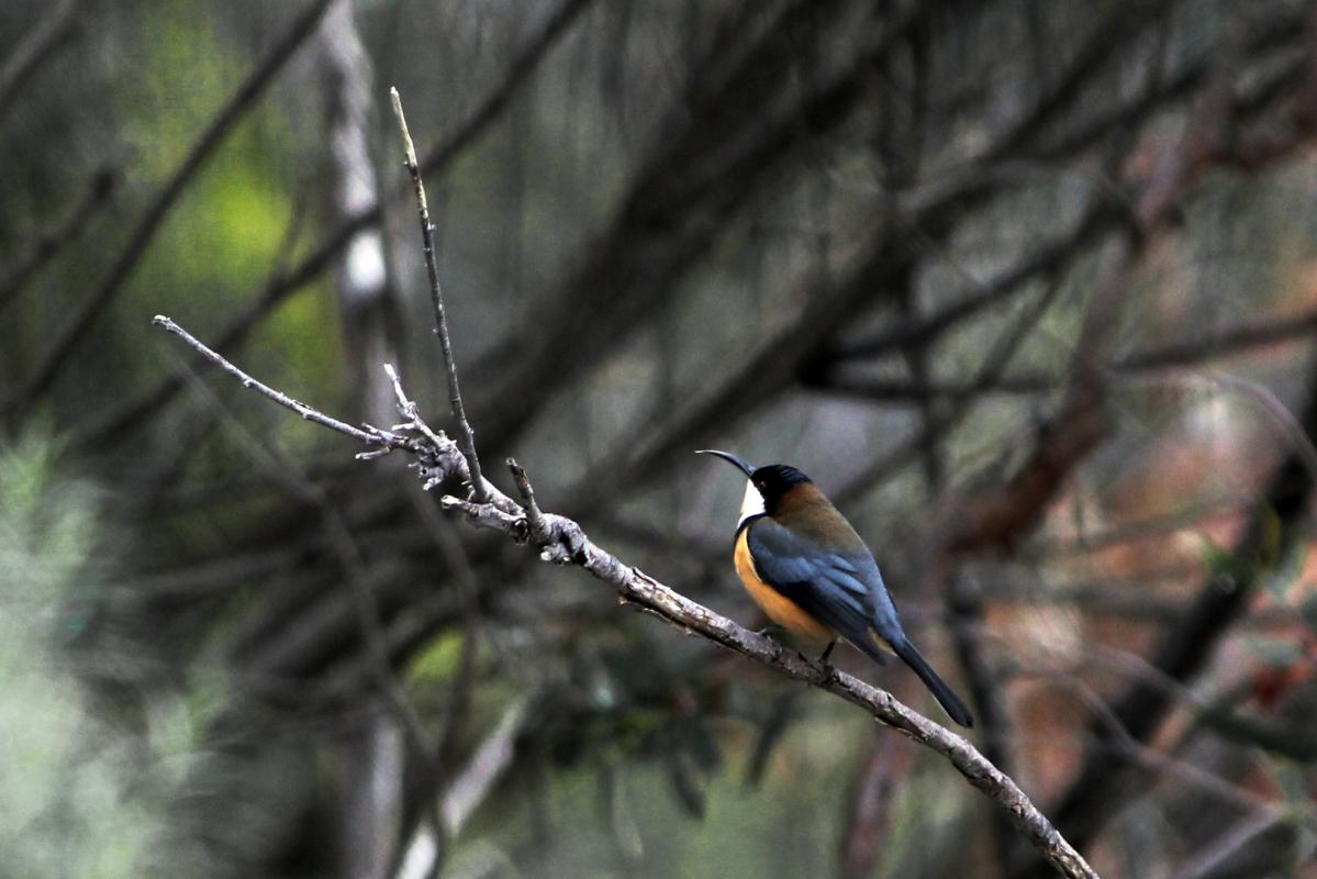 Eastern Spinebill (Acanthorhynchus tenuirostris)