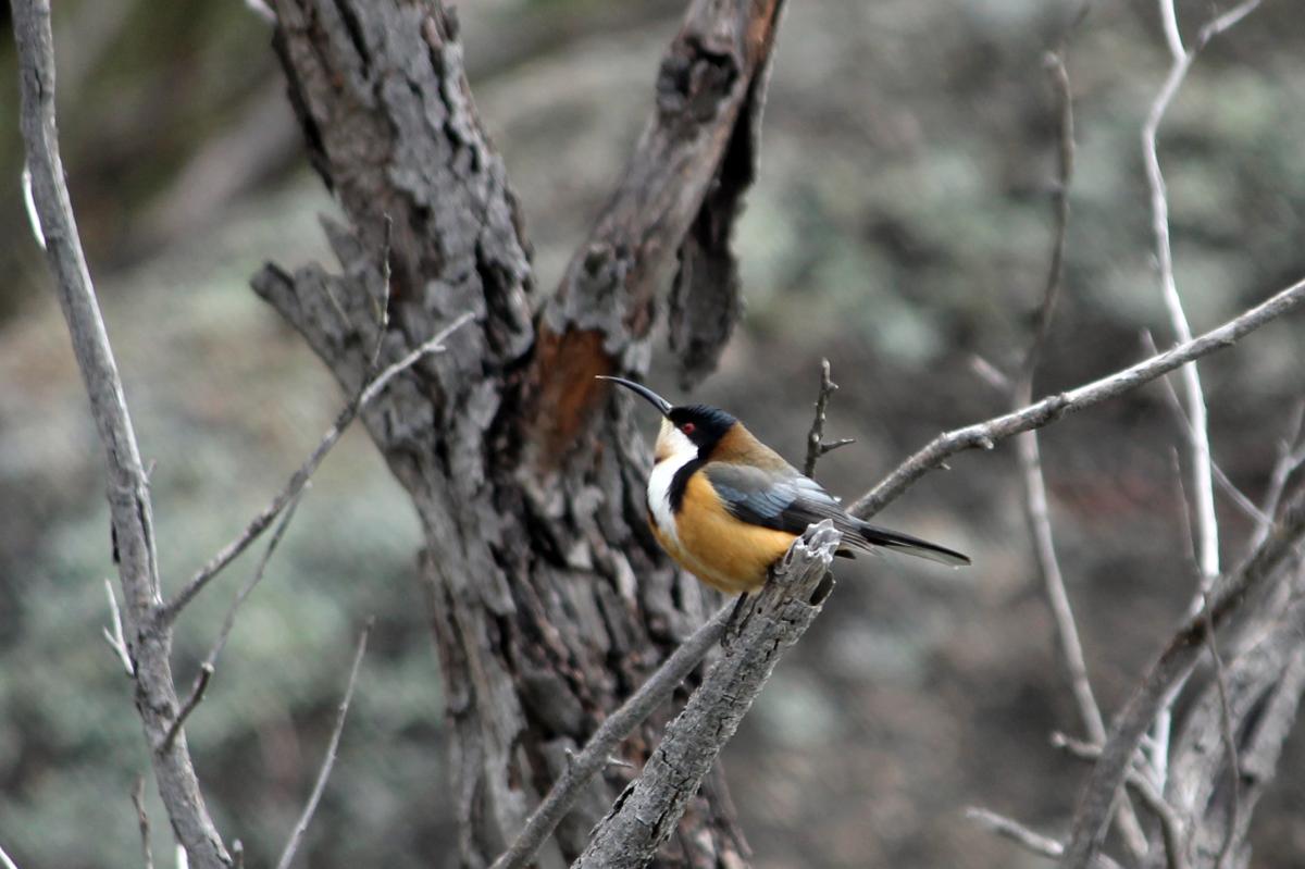 Eastern Spinebill (Acanthorhynchus tenuirostris)