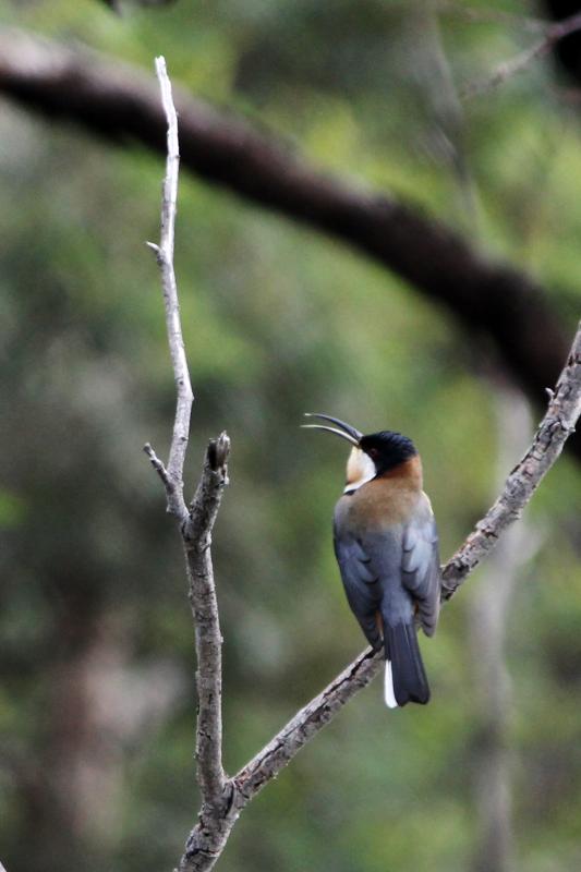 Eastern Spinebill (Acanthorhynchus tenuirostris)