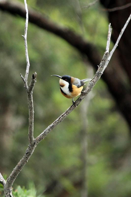 Eastern Spinebill (Acanthorhynchus tenuirostris)