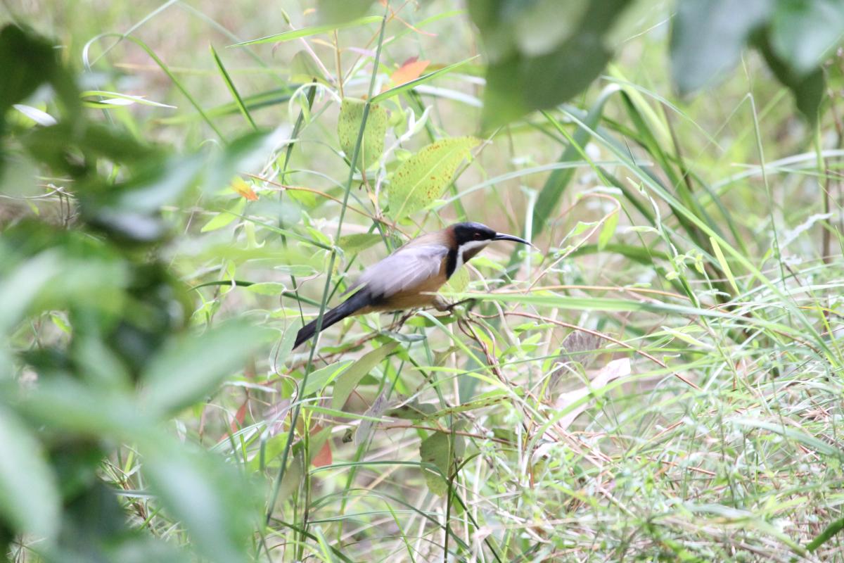 Eastern Spinebill (Acanthorhynchus tenuirostris)