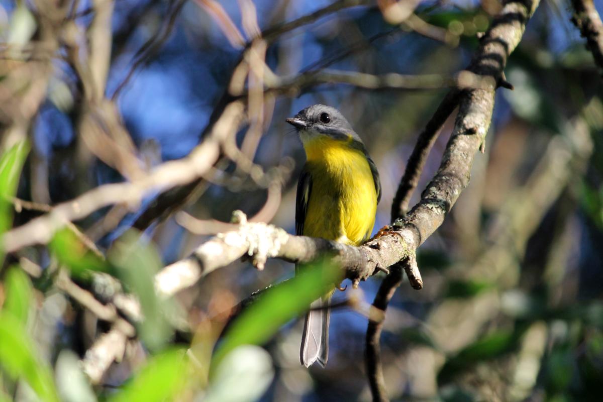 Eastern Yellow Robin (Eopsaltria australis)