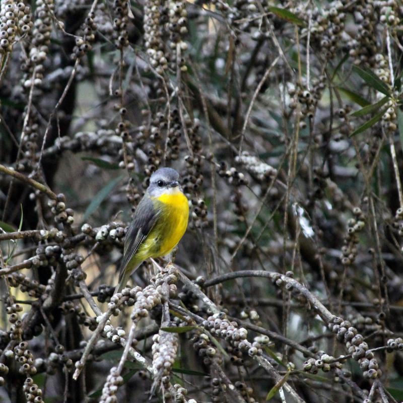 Eastern Yellow Robin (Eopsaltria australis)