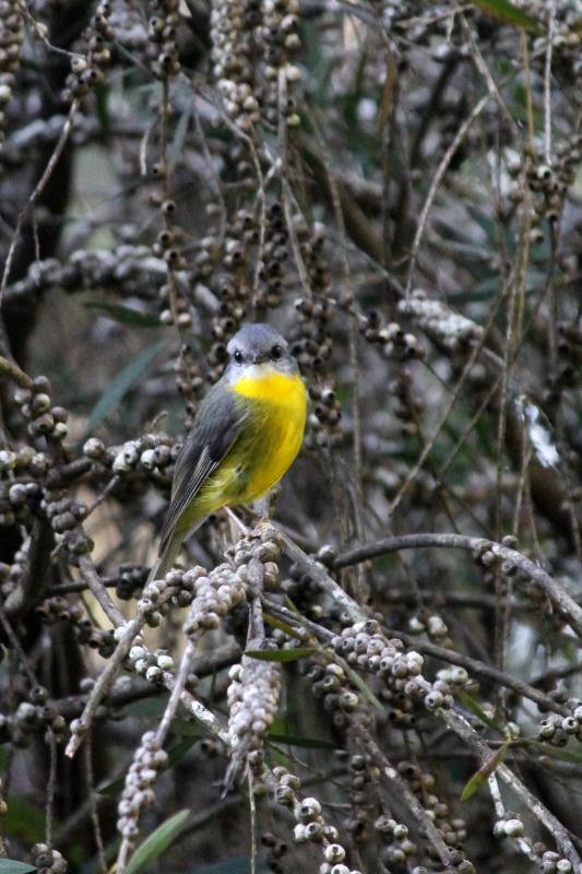 Eastern Yellow Robin (Eopsaltria australis)