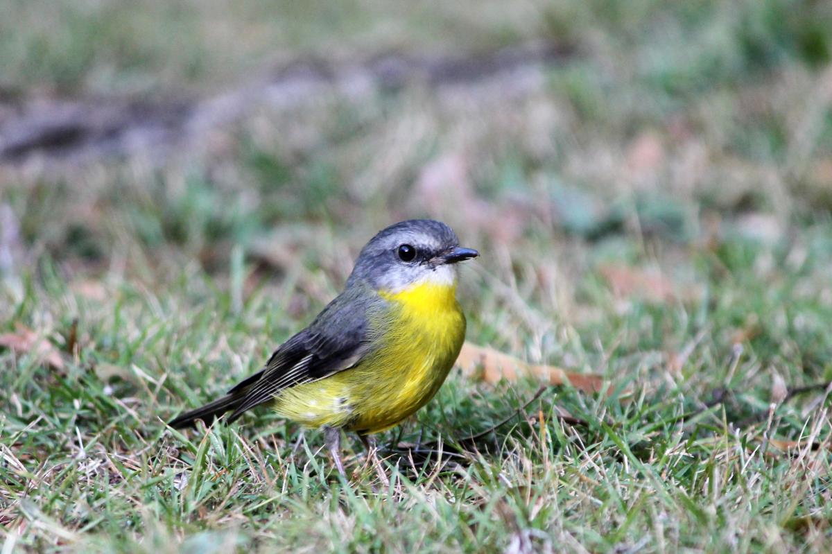 Eastern Yellow Robin (Eopsaltria australis)