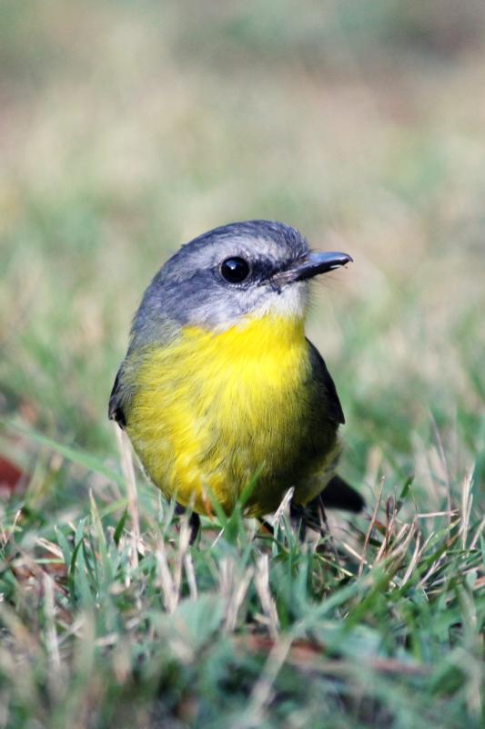 Eastern Yellow Robin (Eopsaltria australis)