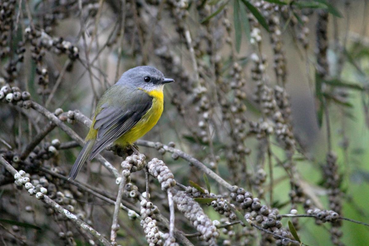 Eastern Yellow Robin (Eopsaltria australis)