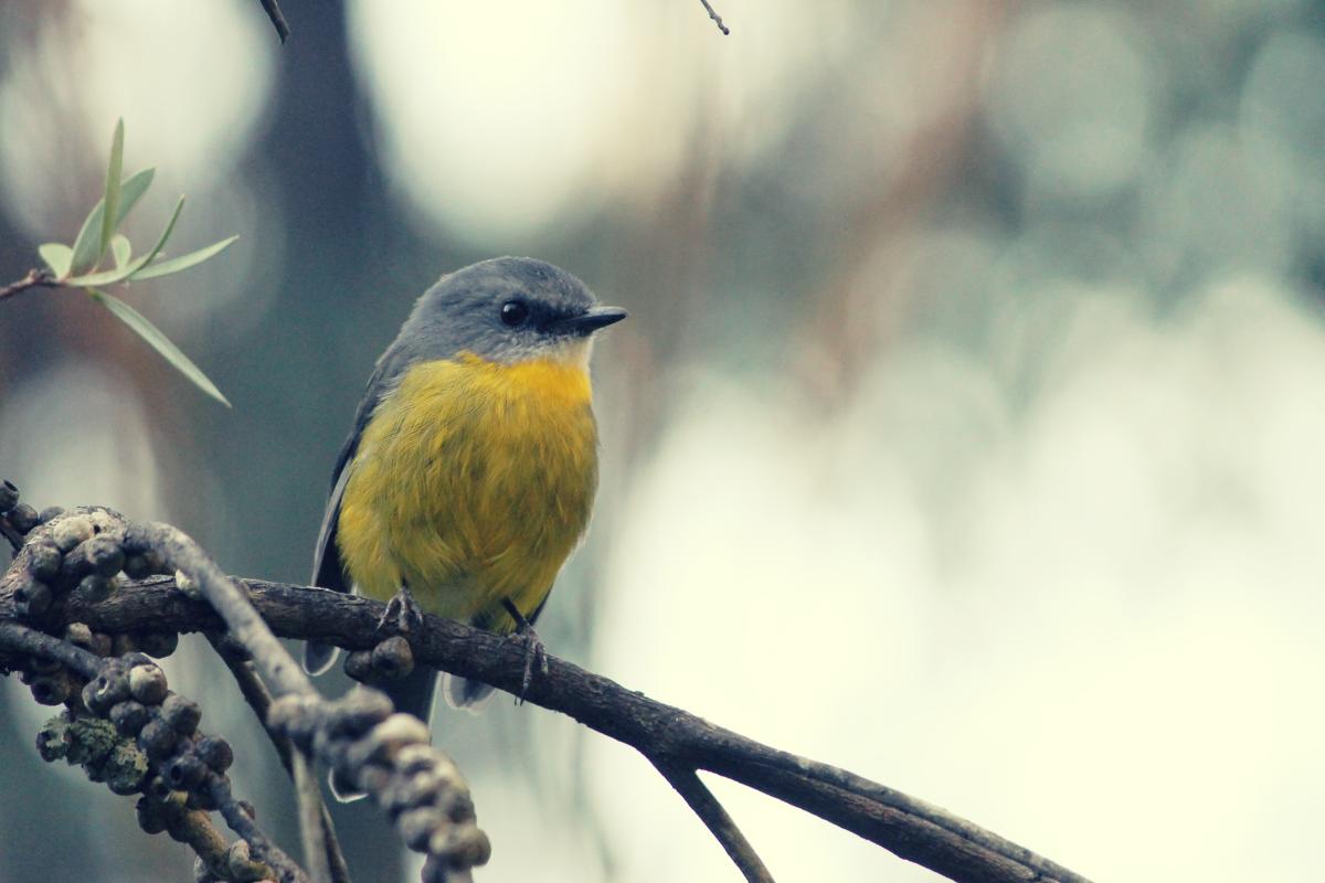 Eastern Yellow Robin (Eopsaltria australis)