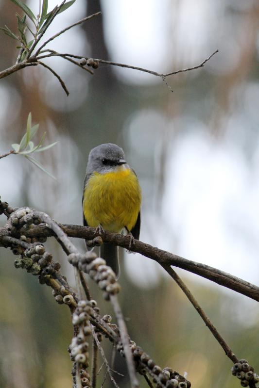 Eastern Yellow Robin (Eopsaltria australis)