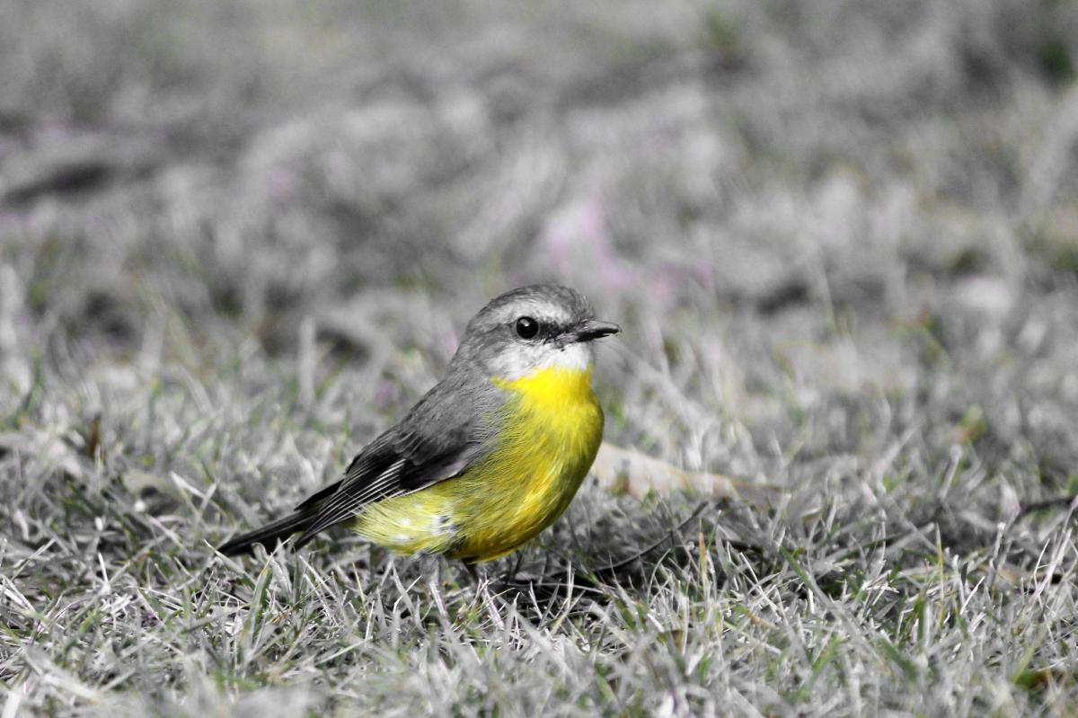 Eastern Yellow Robin (Eopsaltria australis)