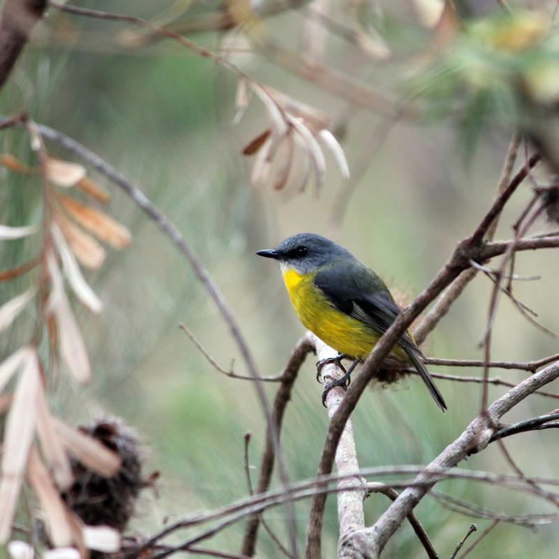 Eastern Yellow Robin (Eopsaltria australis)