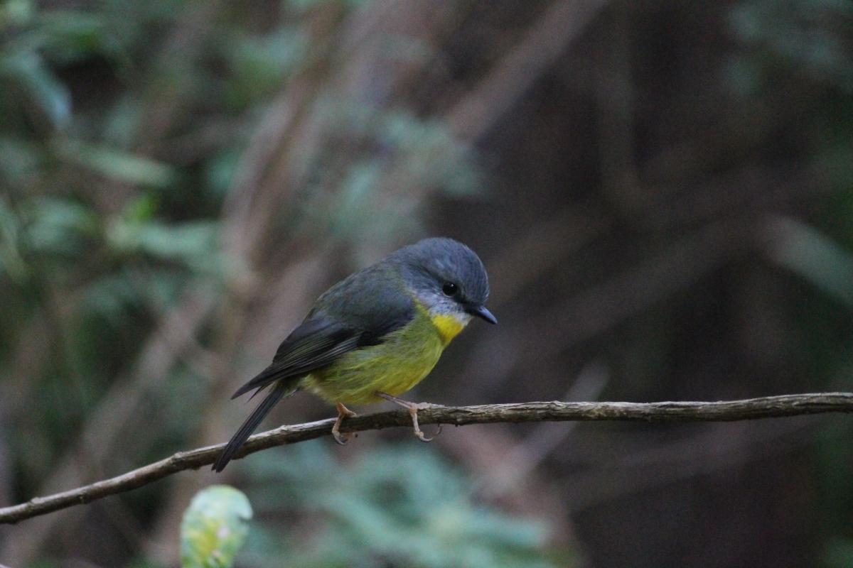 Eastern Yellow Robin (Eopsaltria australis)