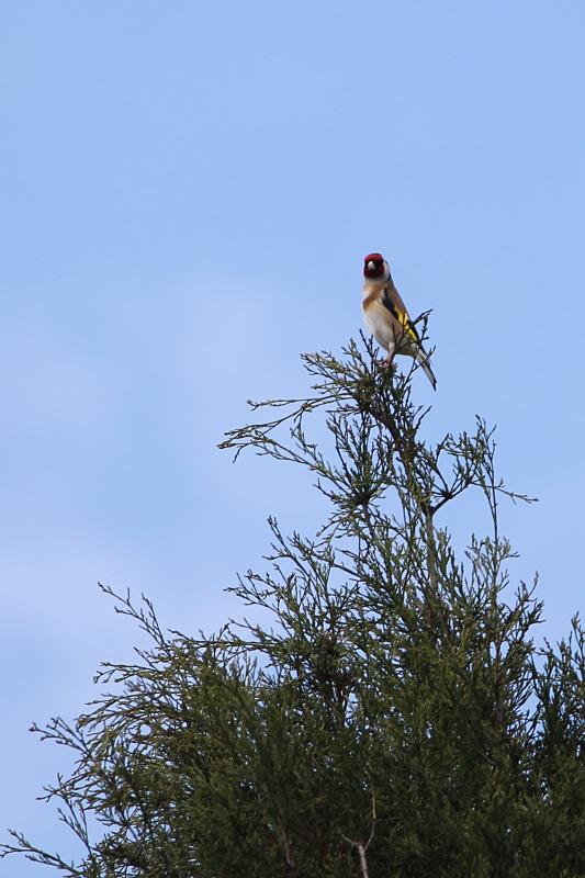 European Goldfinch (Carduelis carduelis)