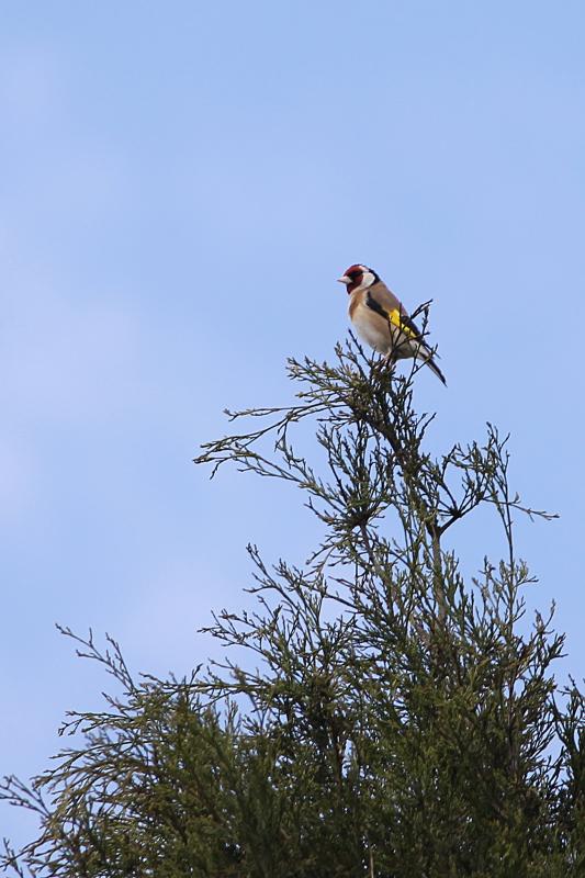 European Goldfinch (Carduelis carduelis)