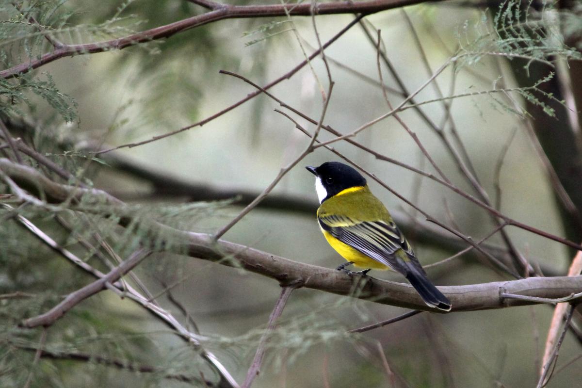 Australian Golden Whistler (Pachycephala pectoralis)