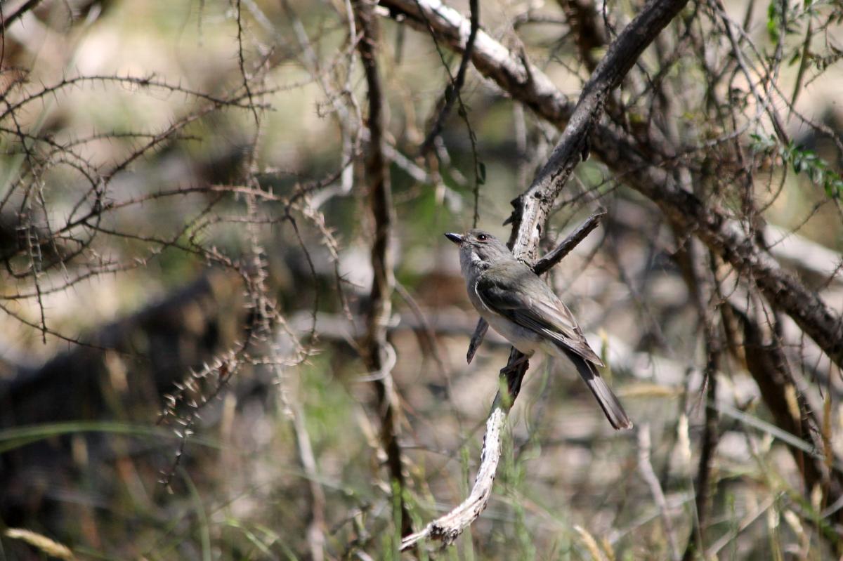 Australian Golden Whistler (Pachycephala pectoralis)