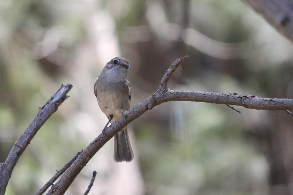 Australian Golden Whistler (Pachycephala pectoralis)