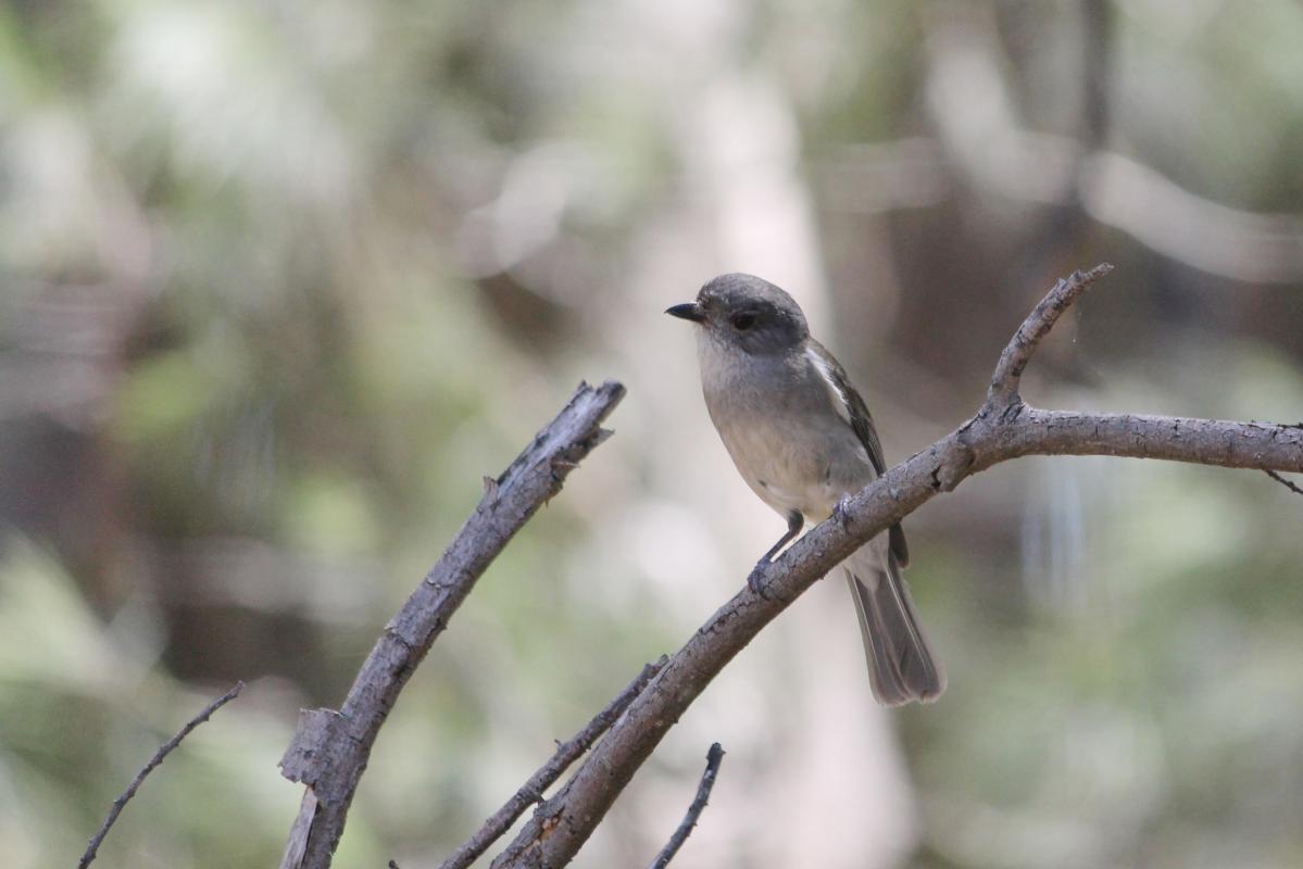 Australian Golden Whistler (Pachycephala pectoralis)