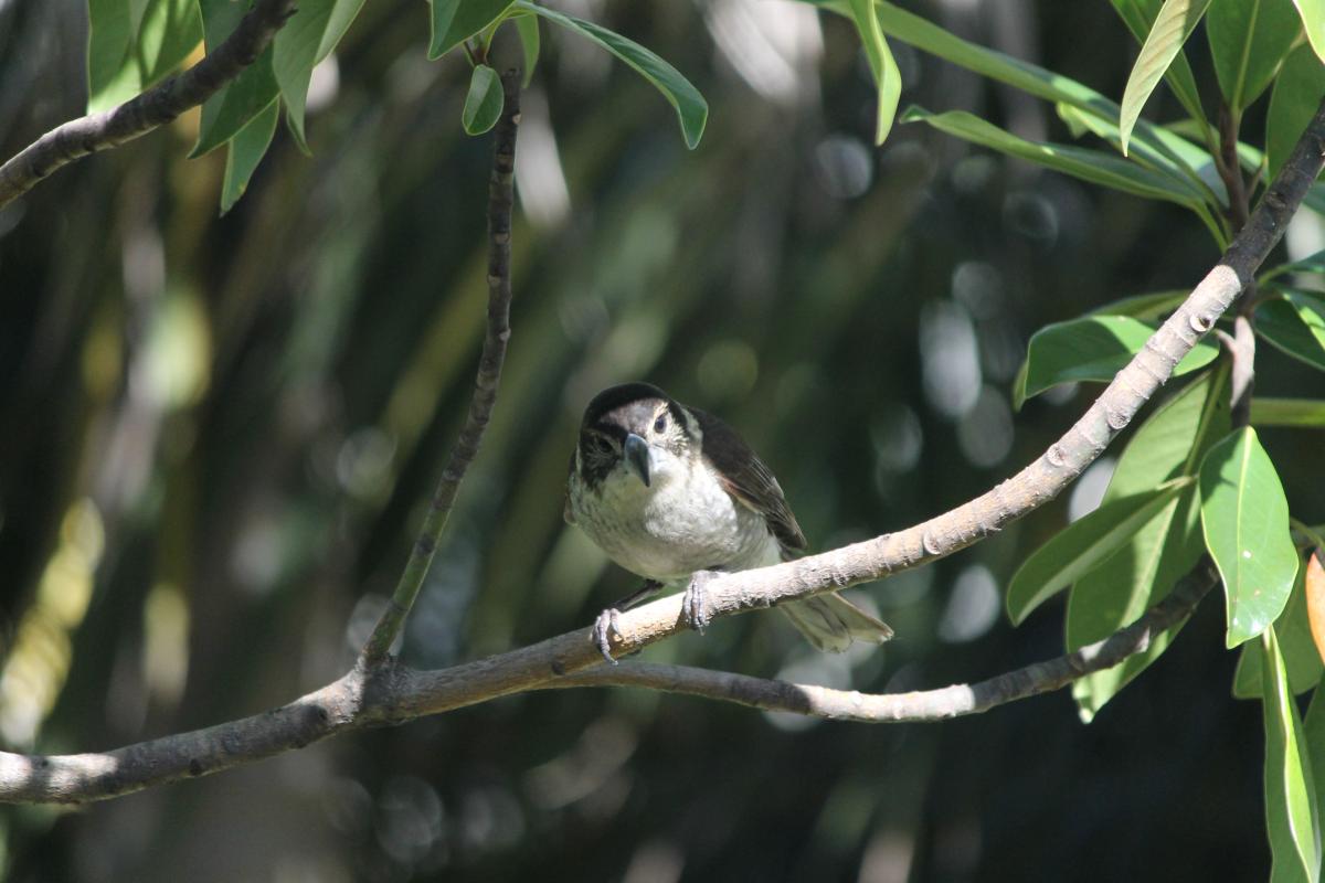 Grey Butcherbird (Cracticus torquatus)