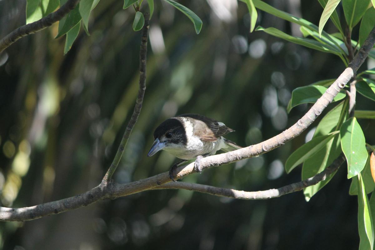 Grey Butcherbird (Cracticus torquatus)