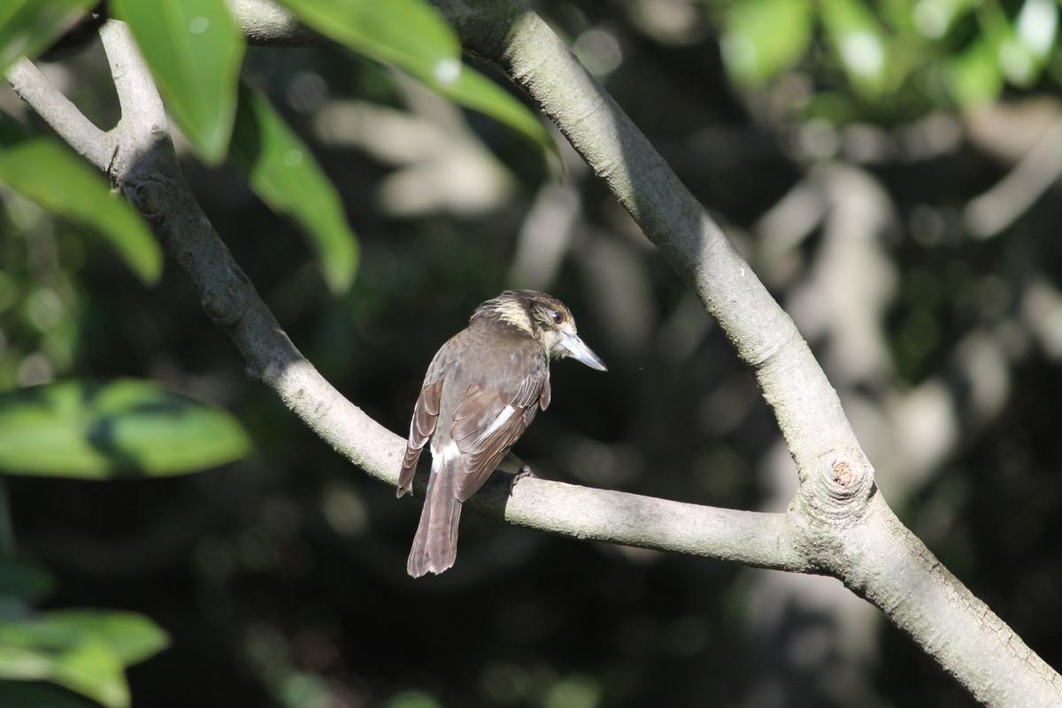 Grey Butcherbird (Cracticus torquatus)