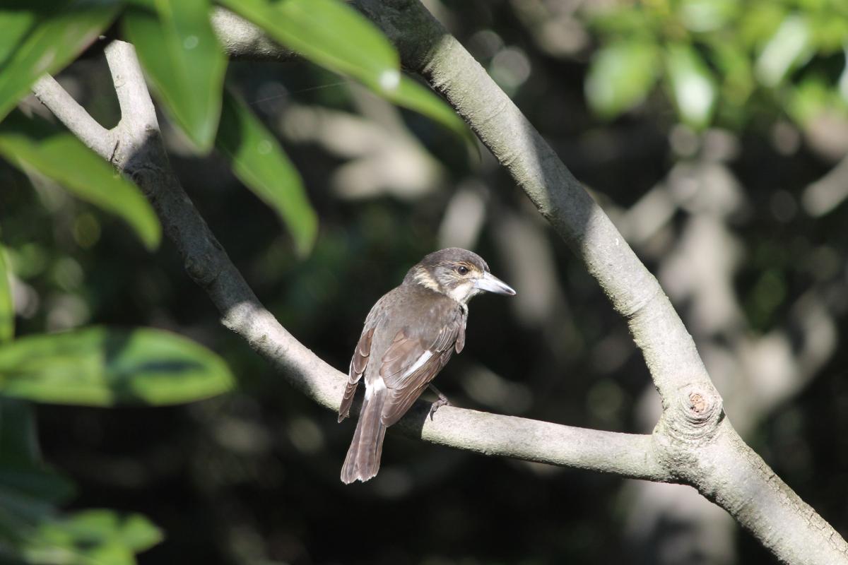 Grey Butcherbird (Cracticus torquatus)