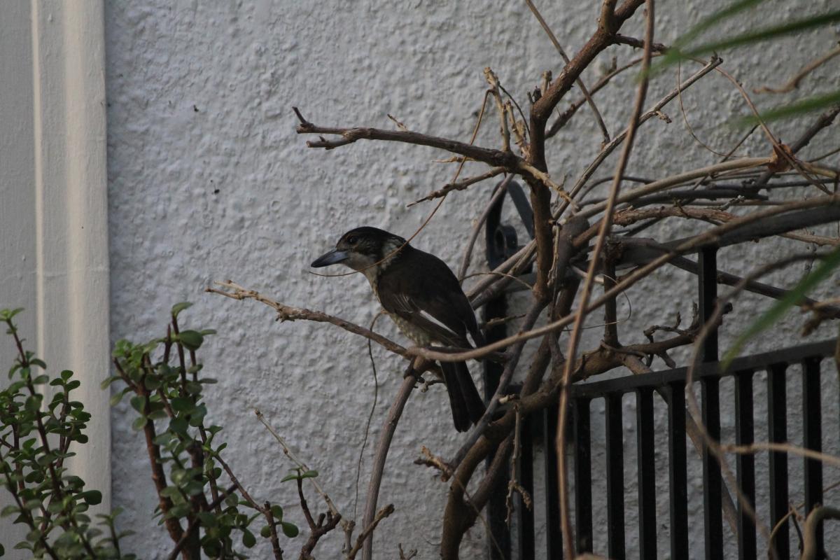 Grey Butcherbird (Cracticus torquatus)