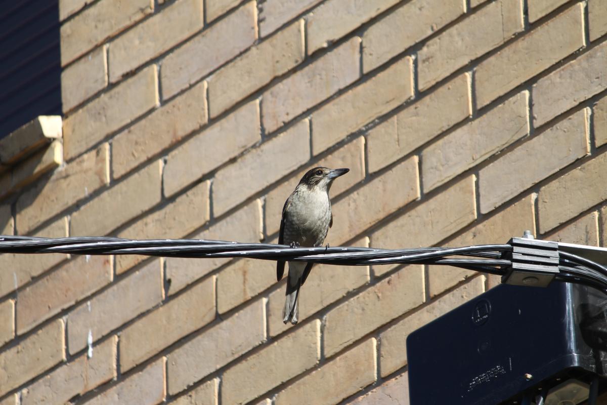 Grey Butcherbird (Cracticus torquatus)